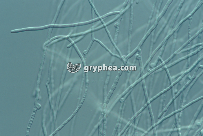 Mycélium de Laccaria laccata x100 - gryphea.org